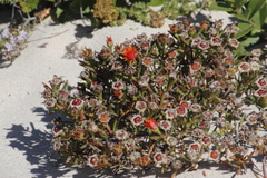 Lampranthus fergusoniae