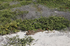 Lampranthus fergusoniae