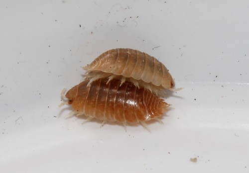 Representative image of Leptotrichus