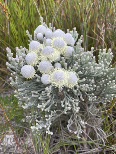 Brunia laevis Thunb.