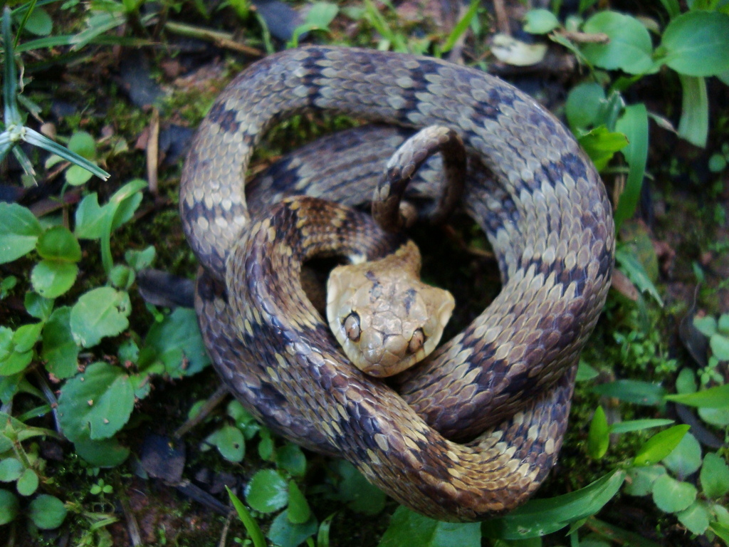 Sauvage's Snail-Eater
