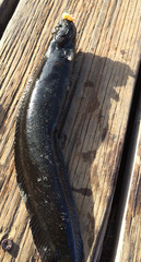 Cebidichthys violaceus