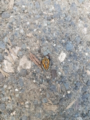 Piezosternum subulatum