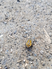 Piezosternum subulatum