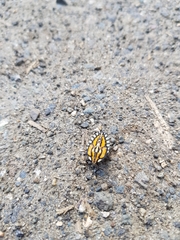 Piezosternum subulatum