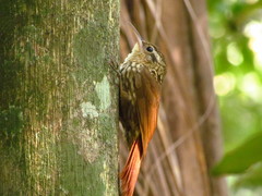 Xiphorhynchus fuscus