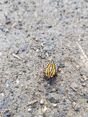 Piezosternum subulatum