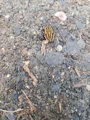 Piezosternum subulatum