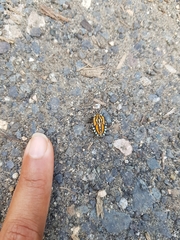 Piezosternum subulatum