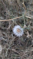Helminthotheca echioides