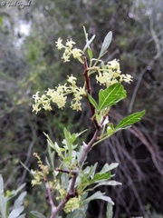 Searsia tripartita