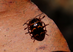 Episcaphula tamburinea