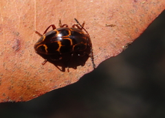 Episcaphula tamburinea