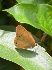 Lepidoptera