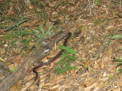 Lampropeltis micropholis