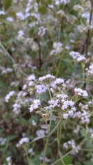Asteraceae