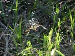 Argiope trifasciata