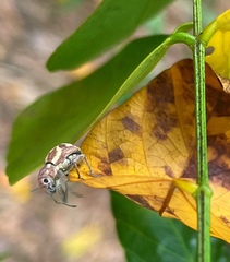 Parapantomorus fluctuosus