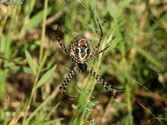 Argiope trifasciata