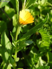 Calendula arvensis