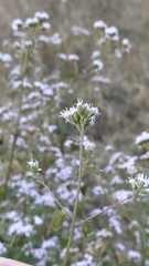 Asteraceae