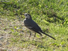 Motacilla alba