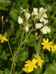 Raphanus raphanistrum