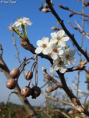 Pyrus calleryana