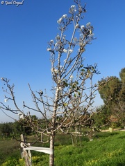 Pyrus calleryana