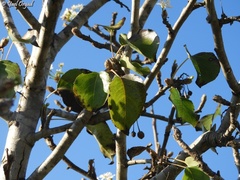 Pyrus calleryana