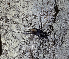 Ischyropsalis