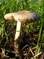 Volvopluteus gloiocephalus