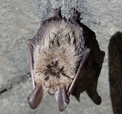 Myotis bechsteinii