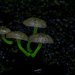 Mycena lucentipes - Photo (c) Thomas Fuhrmann, some rights reserved (CC BY-NC), uploaded by Thomas Fuhrmann