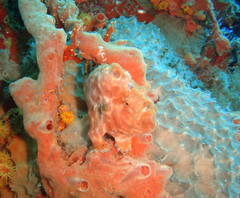 Antennarius multiocellatus