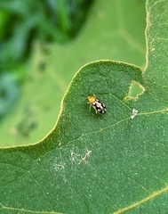 Trigonexora gerentia