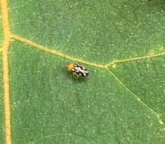 Trigonexora gerentia