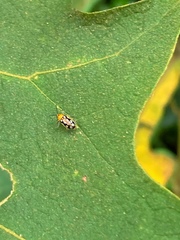 Trigonexora gerentia