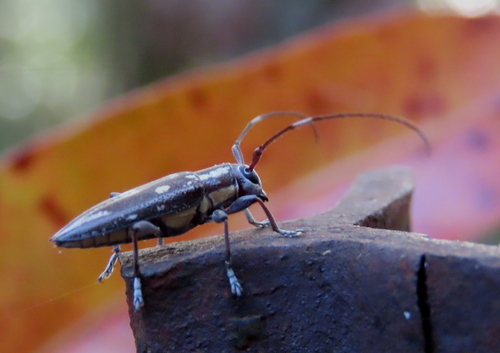 Trigonoptera gracilis · iNaturalist