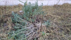 Marrubium vulgare