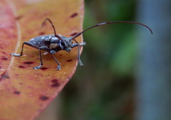 Trigonoptera gracilis