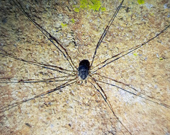 Amilenus aurantiacus