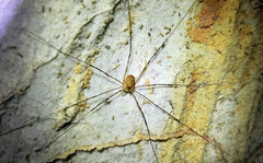 Amilenus aurantiacus