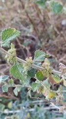 Marrubium vulgare