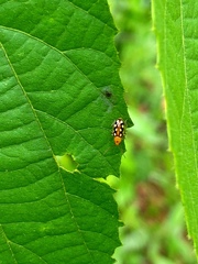 Trigonexora gerentia