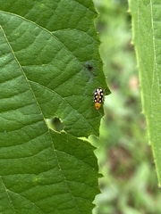 Trigonexora gerentia