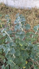 Marrubium vulgare
