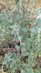 Marrubium vulgare