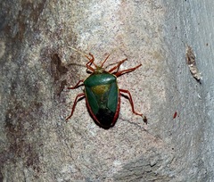 Edessa rufomarginata