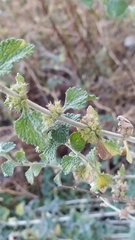 Marrubium vulgare